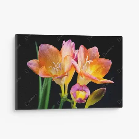 Quadro su tela fresie arancioni su sfondo scuro • Wallissimo®