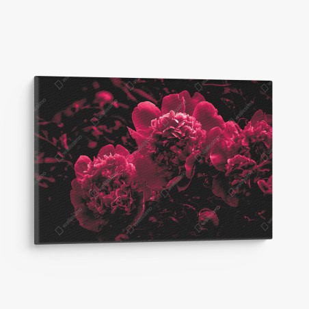 Quadro su tela peonie rosse in controluce • Wallissimo®