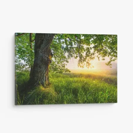 Quadro su tela quercia maestosa al mattino dorato • Wallissimo®