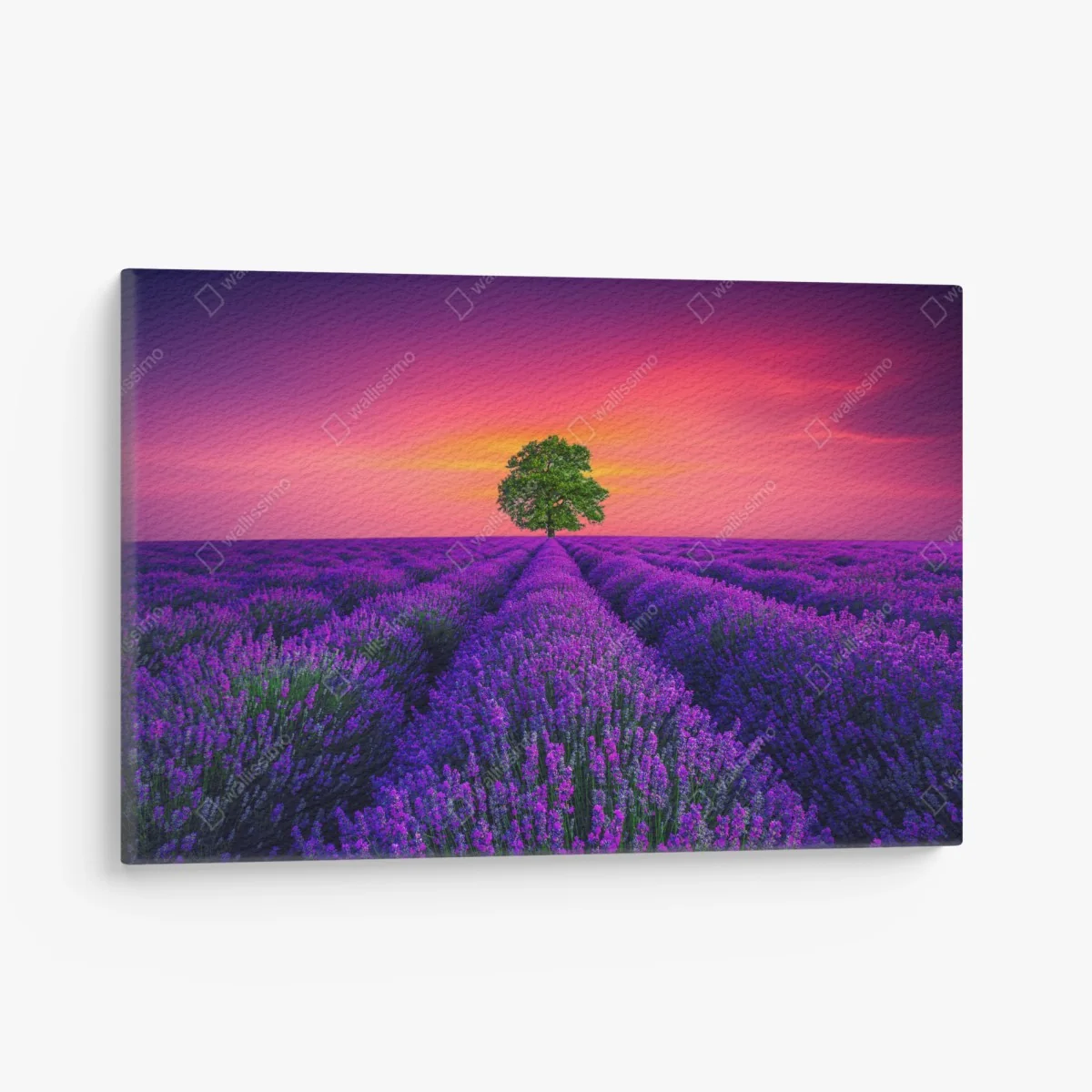 Quadro su tela albero solitario nel campo di lavanda al tramonto • Wallissimo® Quadro su tela albero solitario nel campo di lavanda al tramonto • Wallissimo®