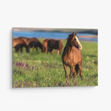 Quadro su tela cavallo al pascolo tra fiori selvatici • Wallissimo®