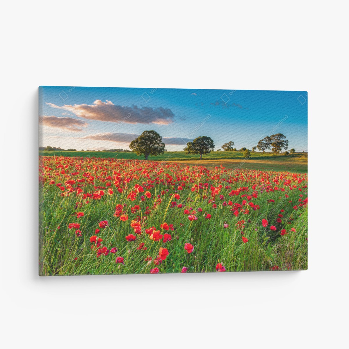 Quadro su tela campo di papaveri a Corbridge, Northumberland • Wallissimo®