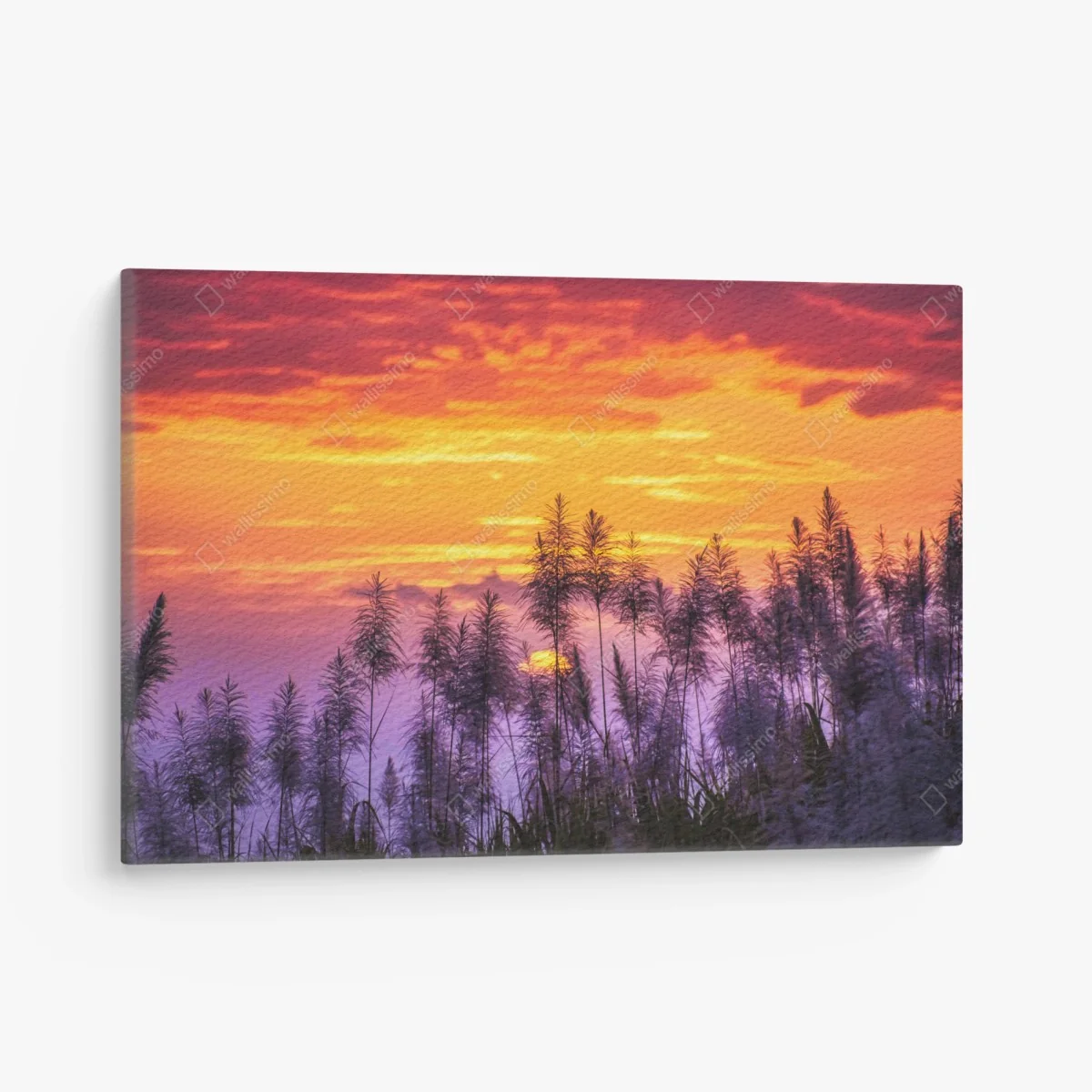 Quadro su tela tramonto dorato tra le canne • Wallissimo® Quadro su tela tramonto dorato tra le canne • Wallissimo®