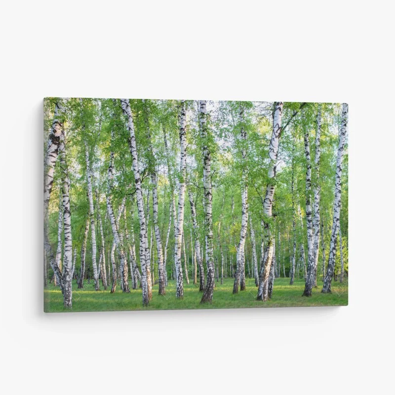 Quadro su tela bosco di betulle estivo: luce e freschezza