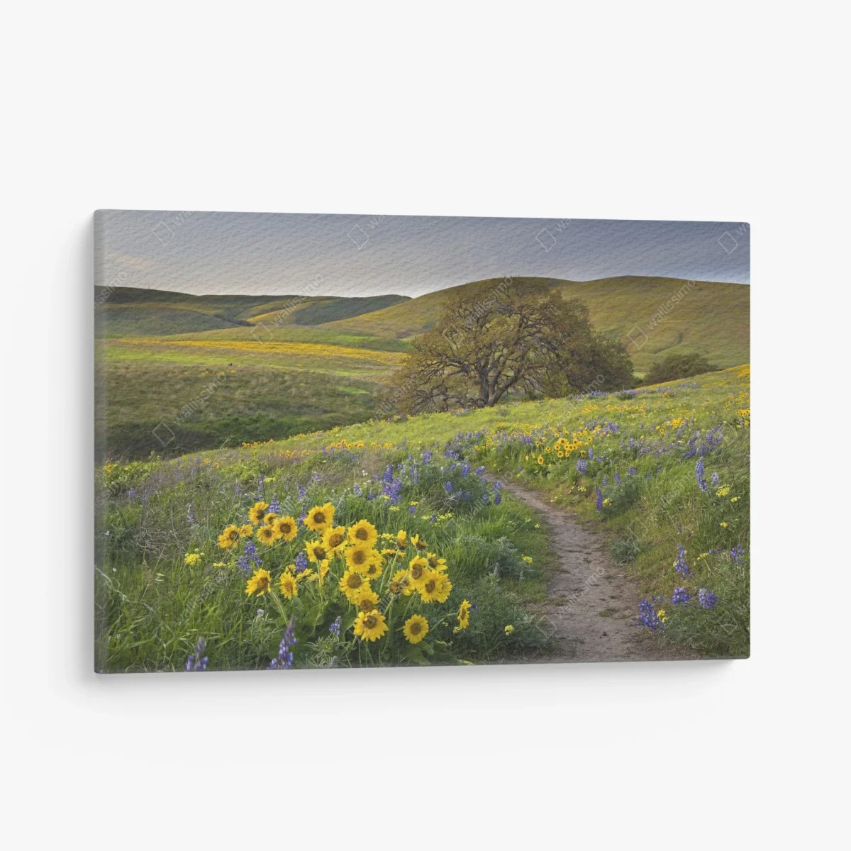 Quadro su tela sentiero tra i fiori selvatici sulle colline • Wallissimo® Quadro su tela sentiero tra i fiori selvatici sulle colline • Wallissimo®