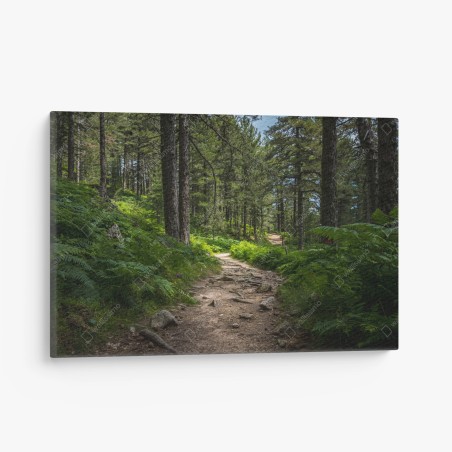 Quadro su tela sentiero silenzioso nel bosco • Wallissimo®