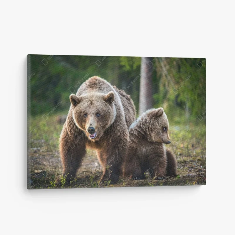 Quadro su tela orso bruno con cucciolo nella foresta