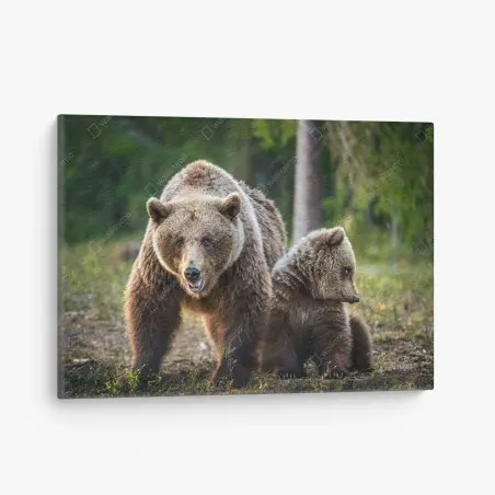 Quadro su tela orso bruno con cucciolo nella foresta • Wallissimo®