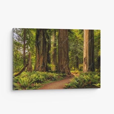 Quadro su tela silenzio tra le sequoie della California • Wallissimo®