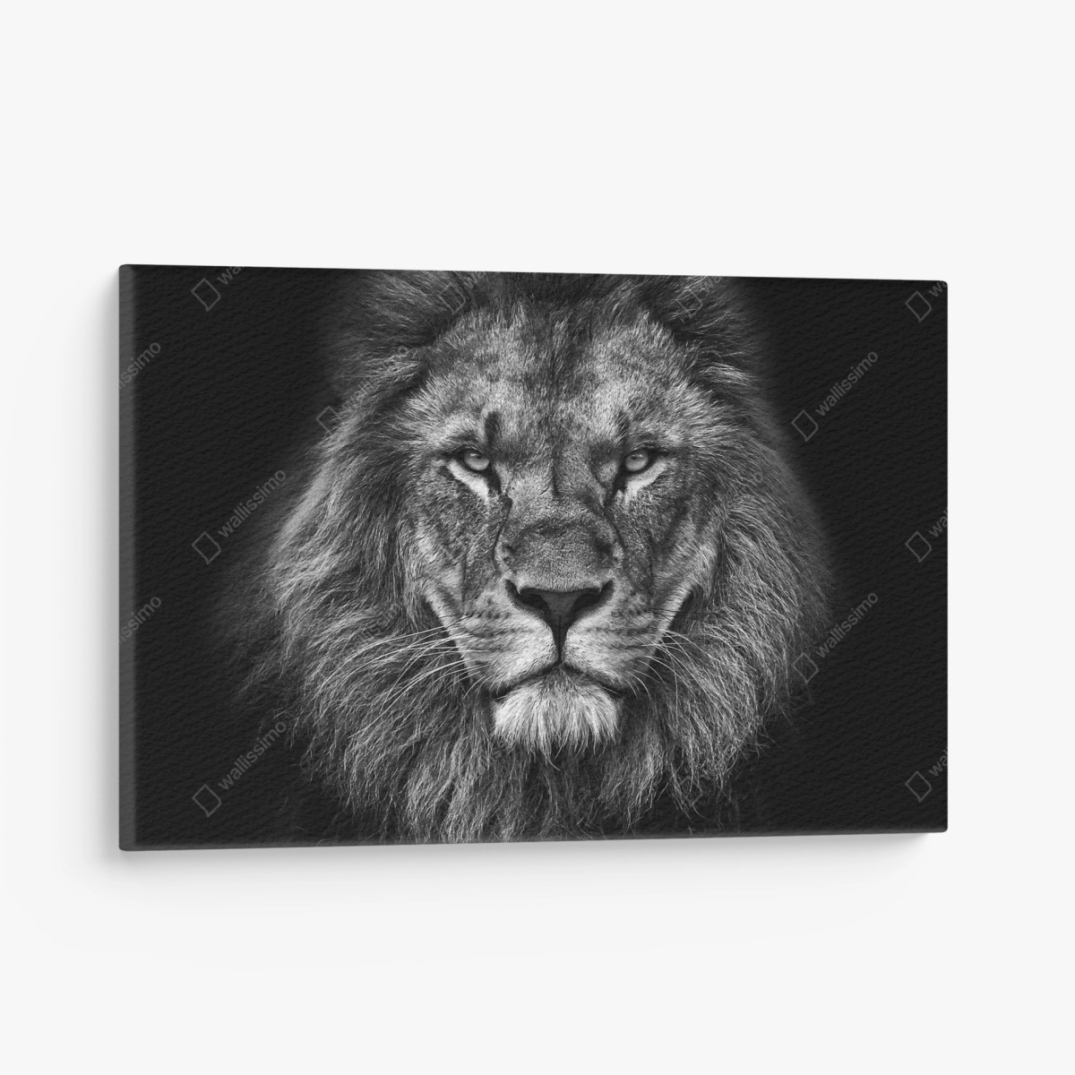 Quadro su tela ritratto maestoso di leone in bianco e nero • Wallissimo®