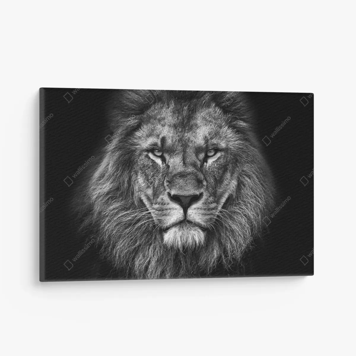 Quadro su tela ritratto maestoso di leone in bianco e nero • Wallissimo®
