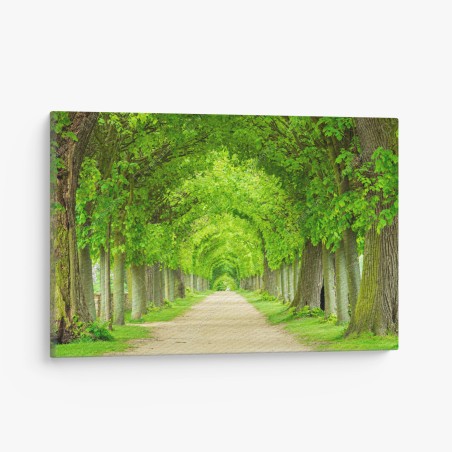 Quadro su tela viale alberato a volta di foglie • Wallissimo®