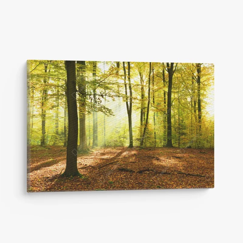 Quadro su tela mattina d'autunno nel bosco dorato