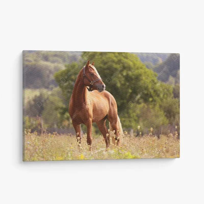 Quadro su tela elegante cavallo castano al pascolo