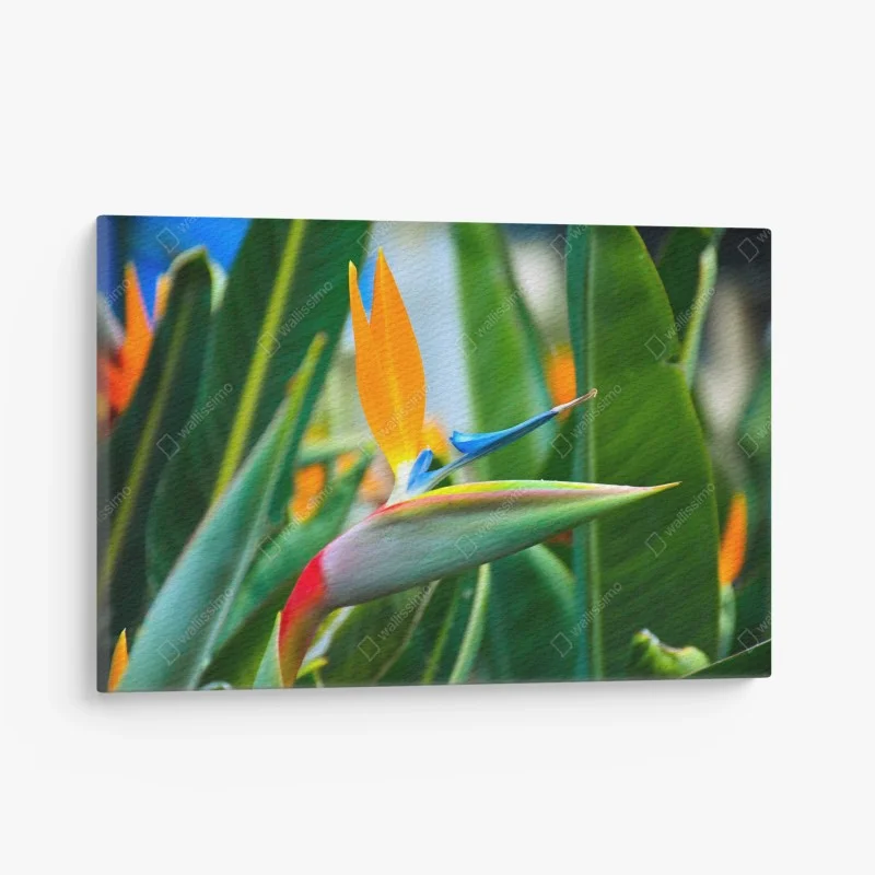 Quadro su tela strelitzia esotica dai colori vivaci su sfondo verde