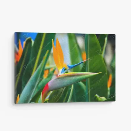 Quadro su tela strelitzia esotica dai colori vivaci su sfondo verde • Wallissimo®