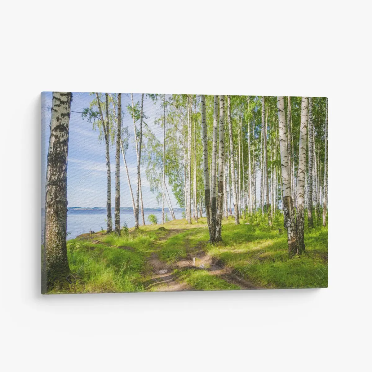 Quadro su tela bosco di betulle in riva al fiume • Wallissimo®