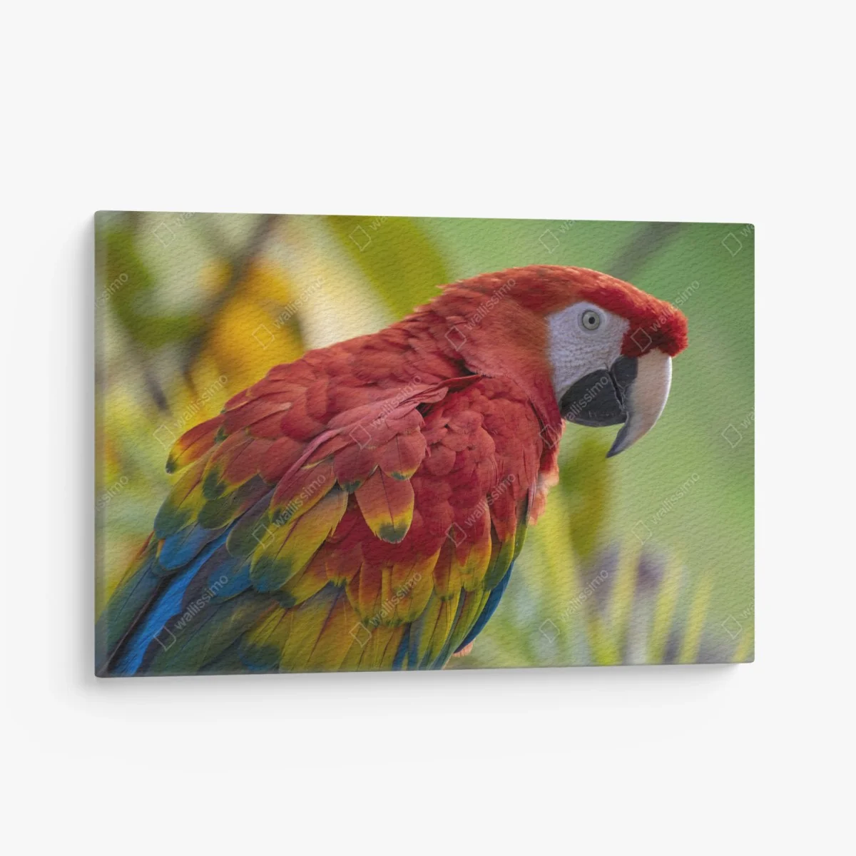 Quadro su tela pappagallo dai colori vivaci • Wallissimo® Quadro su tela pappagallo dai colori vivaci • Wallissimo®