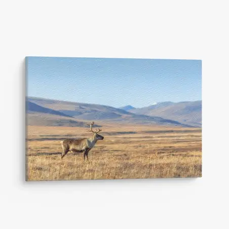 Quadro su tela solitaria renna nella tundra della Siberia • Wallissimo®
