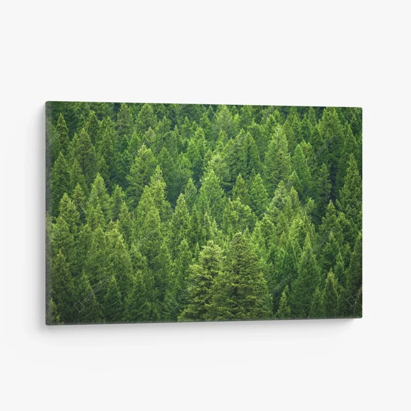 Quadro su tela foresta di pini smeraldo