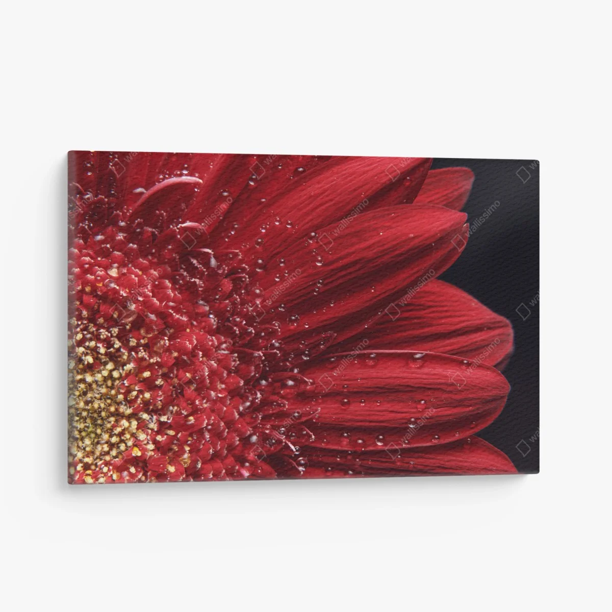 Quadro su tela gerbera rossa in macro con gocce di rugiada • Wallissimo® Quadro su tela gerbera rossa in macro con gocce di rugiada • Wallissimo®