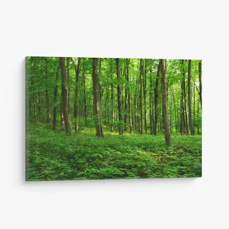 Quadro su tela raggi di sole nella foresta primaverile • Wallissimo®