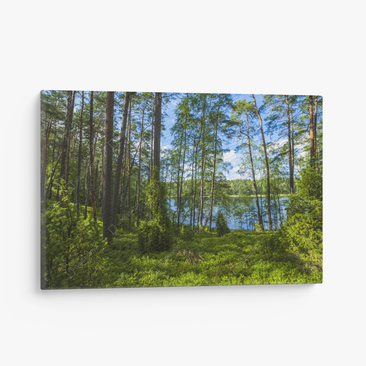 Quadro su tela bosco di pini sul lago estivo • Wallissimo®