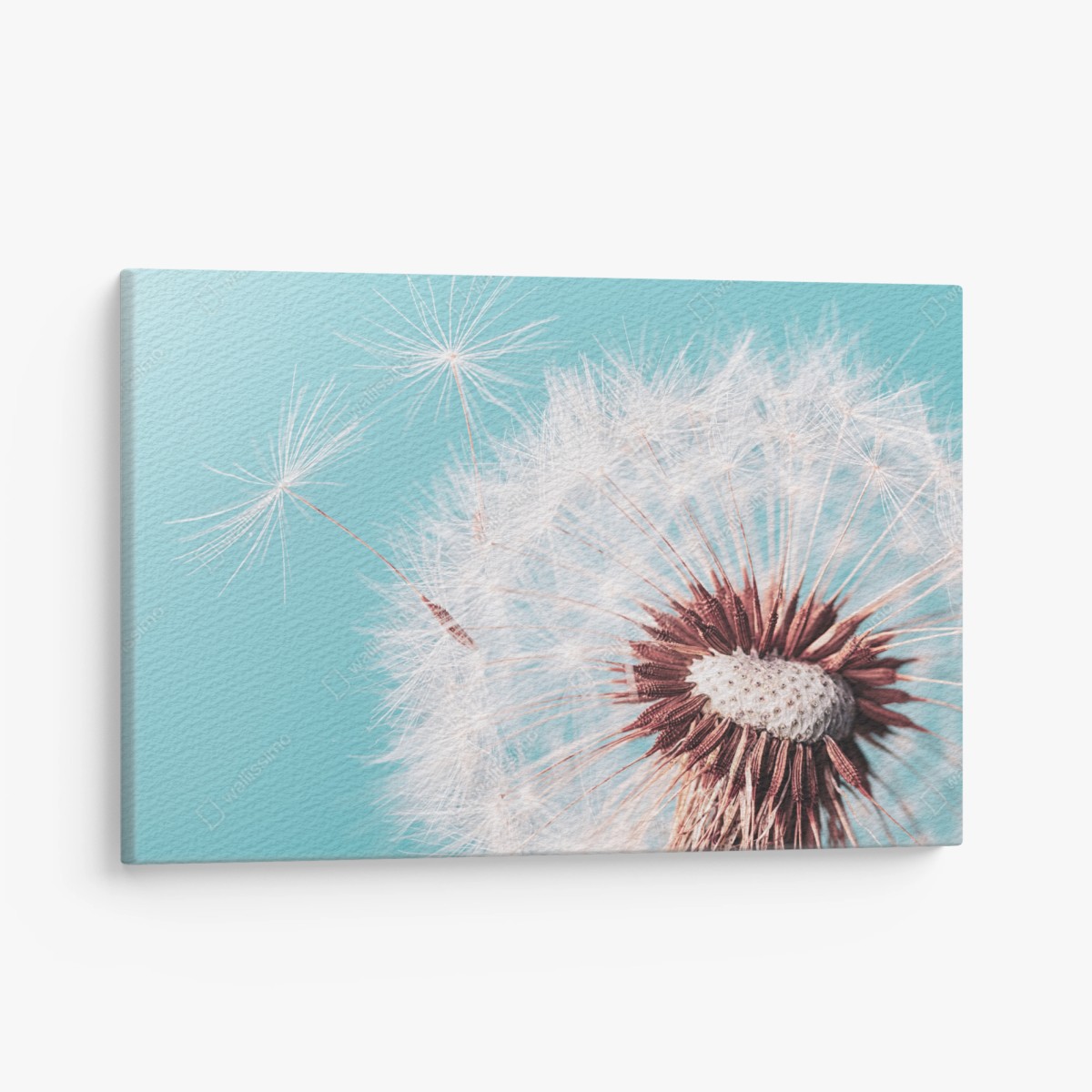 Quadro su tela soffione delicato su sfondo turchese • Wallissimo®