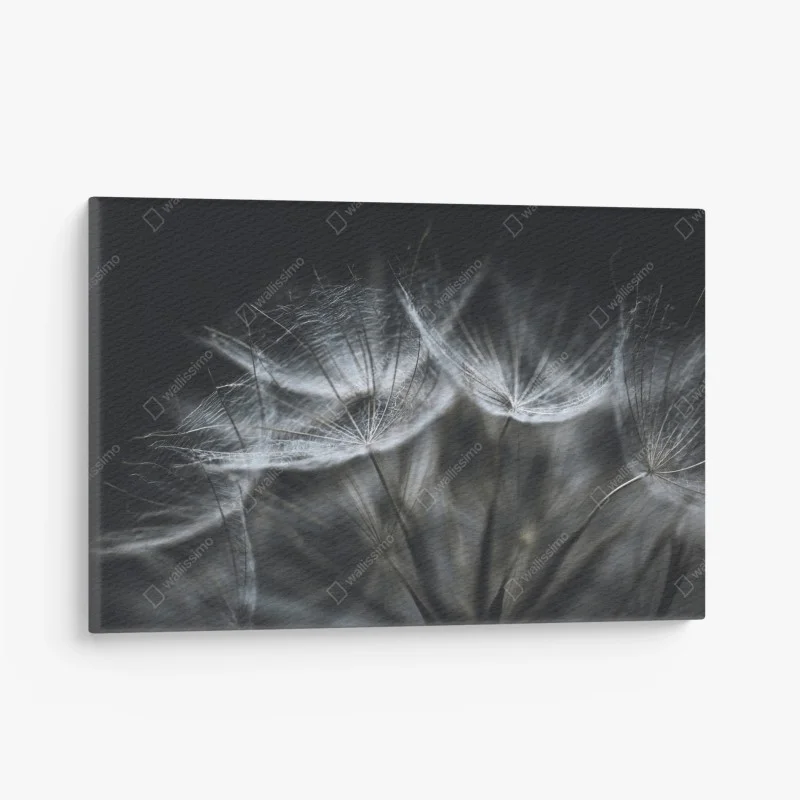 Quadro su tela soffione in macro: leggerezza e dettagli