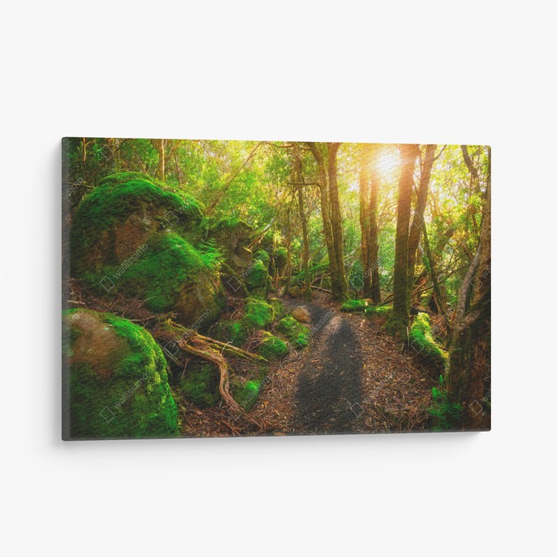 Quadro su tela sentiero giurassico nella foresta pluviale della Tasmania