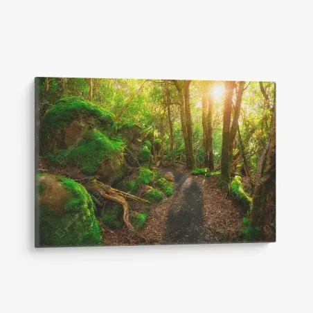 Quadro su tela sentiero giurassico nella foresta pluviale della Tasmania • Wallissimo®