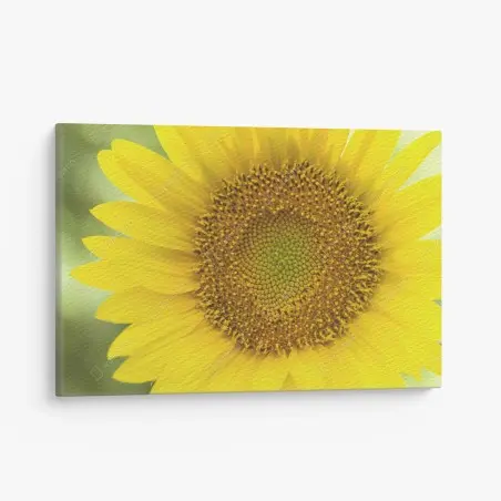 Quadro su tela girasole luminoso su sfondo sfocato • Wallissimo®