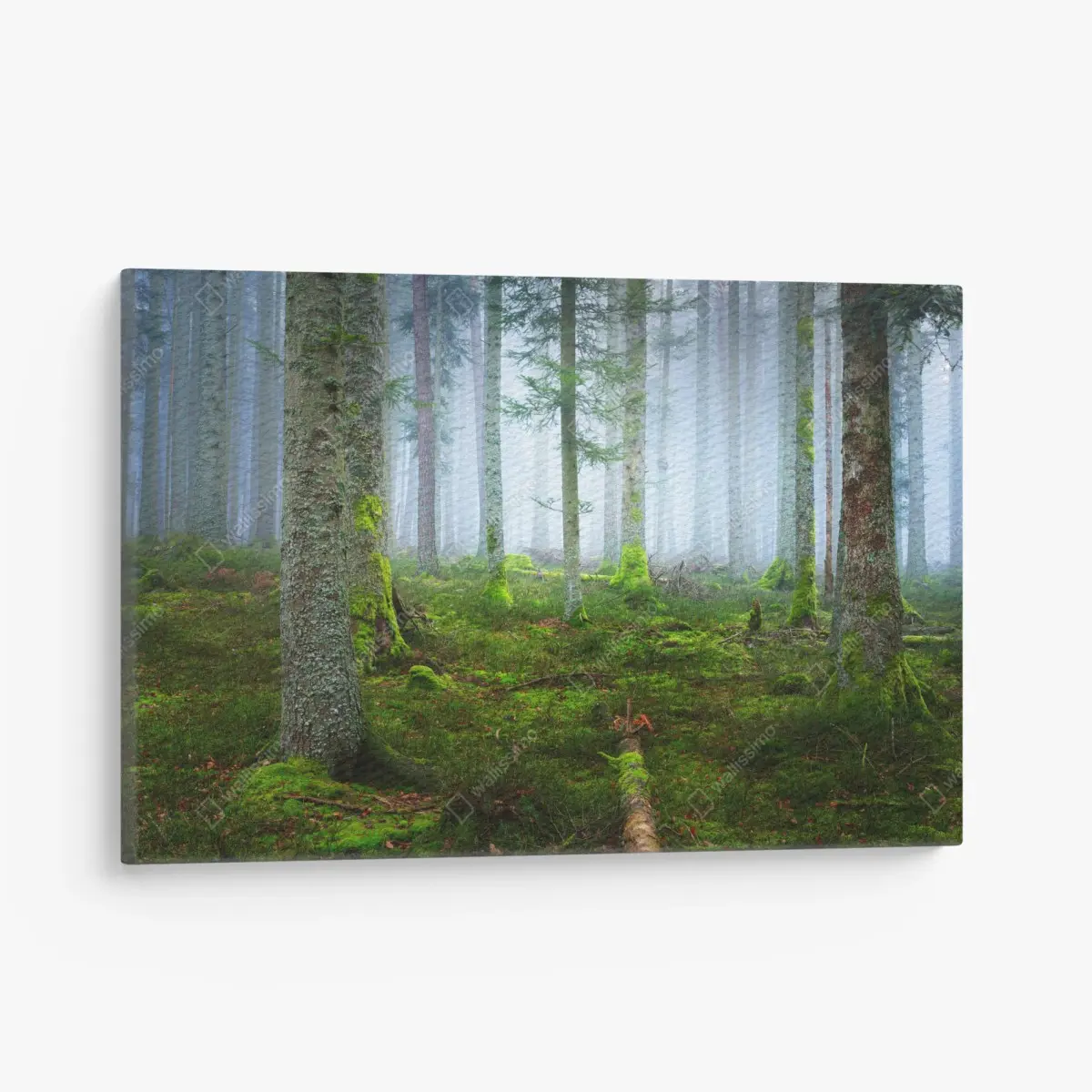 Quadro su tela foresta nebbiosa con tappeto di muschio, Alsazia • Wallissimo®