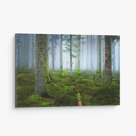 Quadro su tela foresta nebbiosa con tappeto di muschio, Alsazia • Wallissimo®