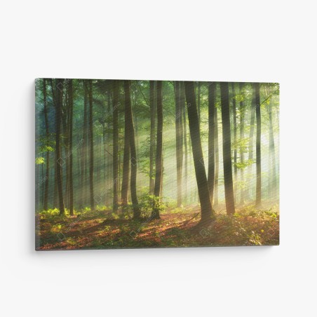 Quadro su tela mattina dorata nel bosco • Wallissimo®