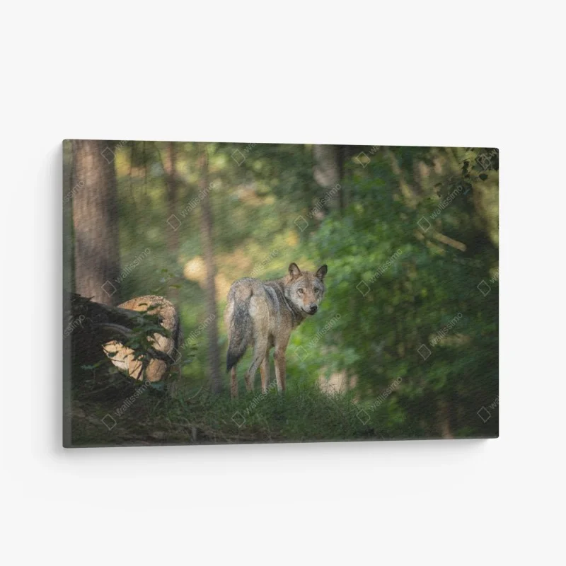 Quadro su tela sguardo del lupo nella foresta