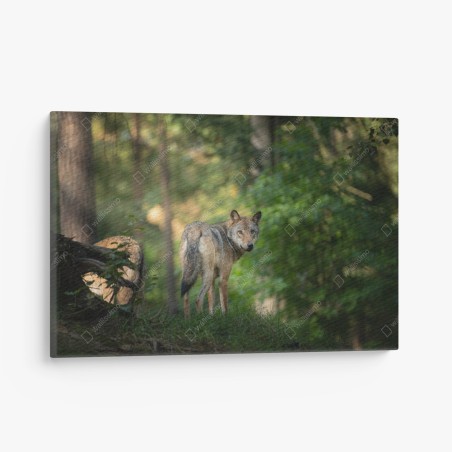 Quadro su tela sguardo del lupo nella foresta • Wallissimo®
