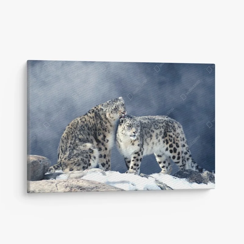 Quadro su tela intimità alpina: leopardi delle nevi in coppia