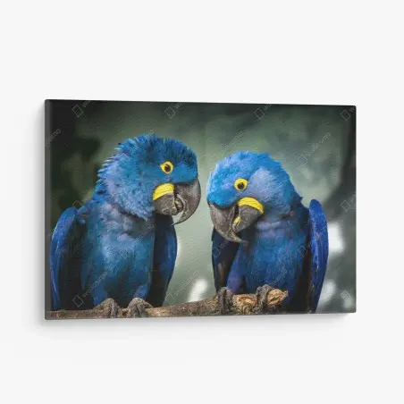 Quadro su tela duetto di ara giacinto su ramo • Wallissimo®
