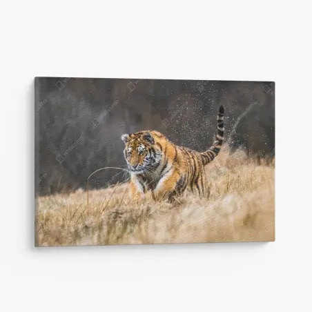 Quadro su tela tigre siberiana in corsa tra le betulle • Wallissimo®