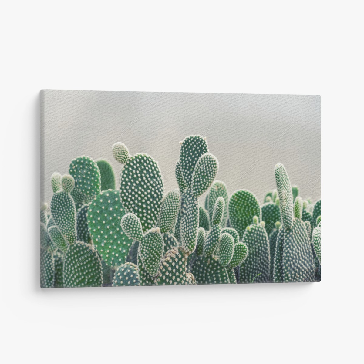 Quadro su tela texture di opuntia: stampa botanica verde • Wallissimo®
