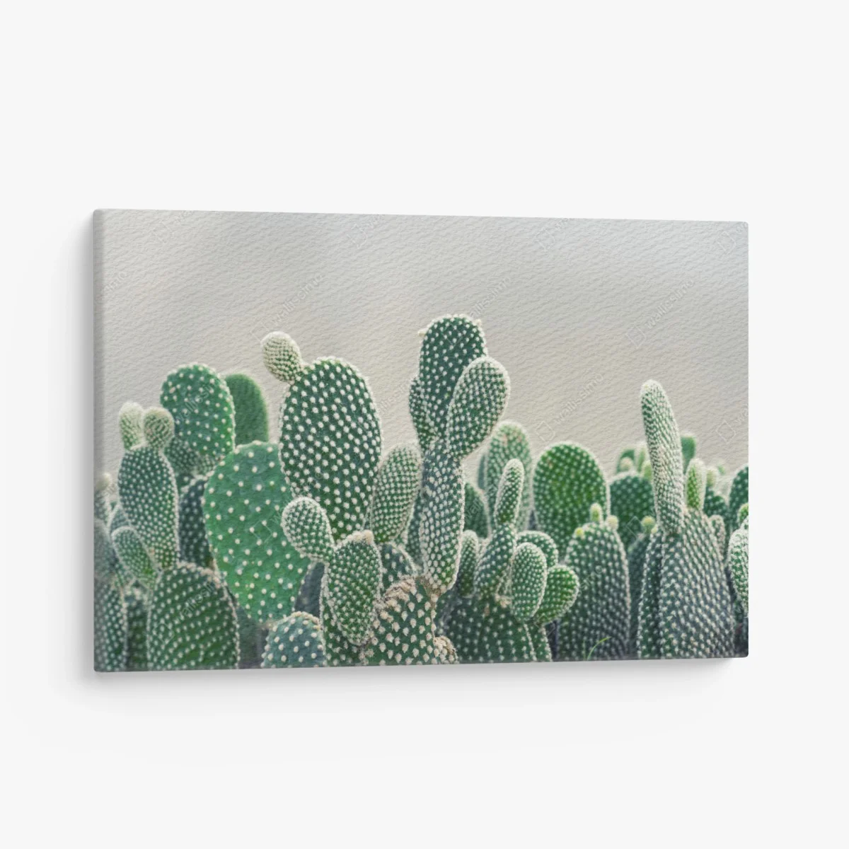 Quadro su tela texture di opuntia: stampa botanica verde • Wallissimo® Quadro su tela texture di opuntia: stampa botanica verde • Wallissimo®