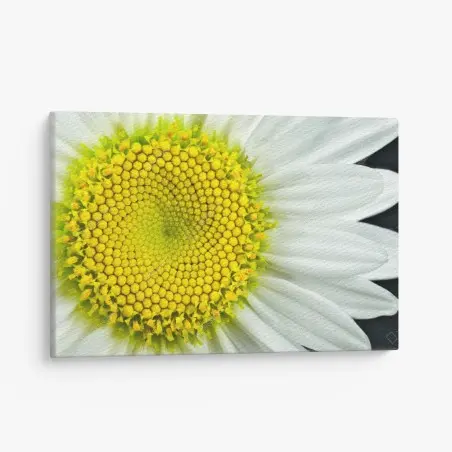 Quadro su tela spirale geometrica di margherita • Wallissimo®