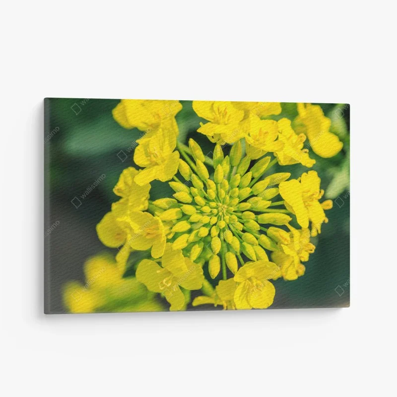 Quadro su tela fiore di colza in primo piano dai toni vivaci