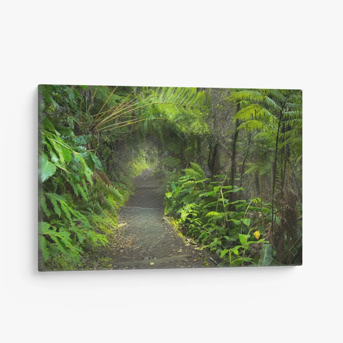 Quadro su tela sentiero nella foresta pluviale di Kilauea Iki, Volcanoes National Park • Wallissimo® Quadro su tela sentiero nella foresta pluviale di Kilauea Iki, Volcanoes National Park • Wallissimo®