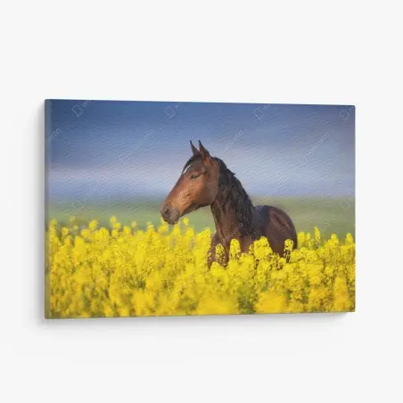 Quadro su tela cavallo baio tra i fiori di colza • Wallissimo®