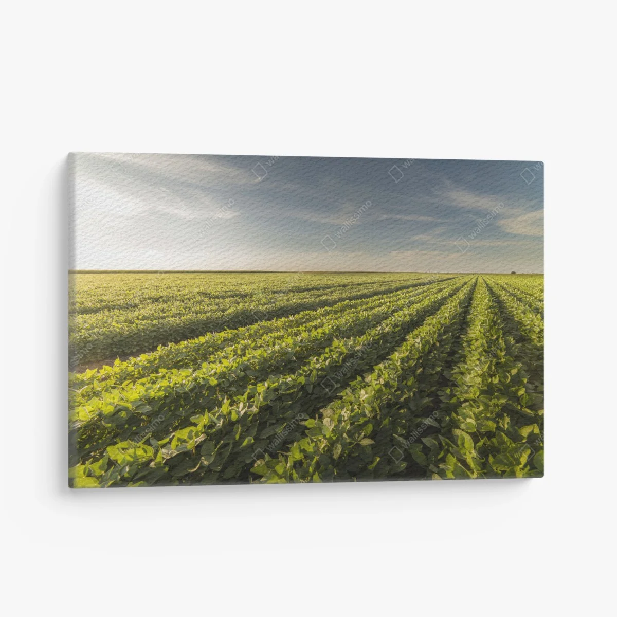 Quadro su tela tramonto sul campo di soia • Wallissimo® Quadro su tela tramonto sul campo di soia • Wallissimo®