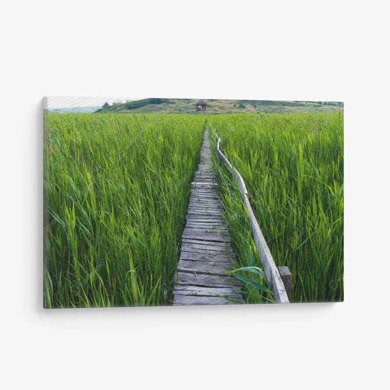 Quadro su tela sentiero di legno nel canneto