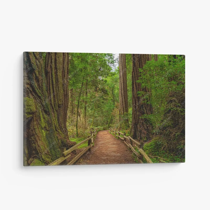 Quadro su tela sentiero nella foresta di sequoie