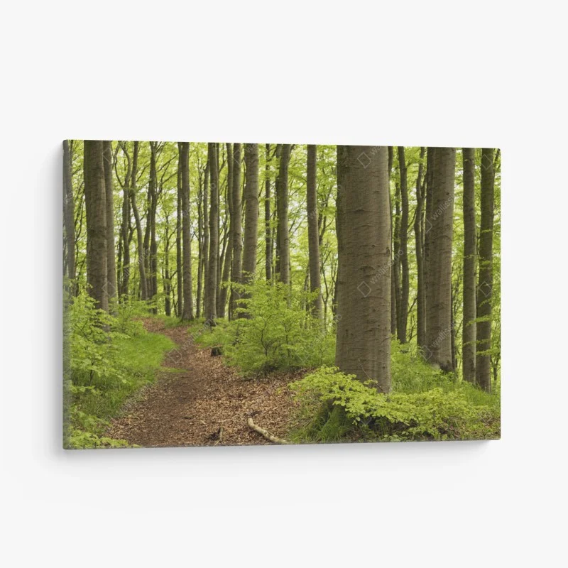 Quadro su tela sentiero nel bosco verde